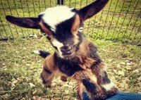 Carriages, Camels  and Critters                      (Petting Zoo)